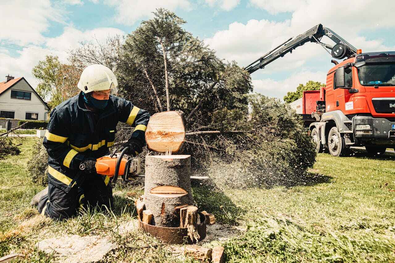 Tree Health Inspection in Black Jack, MO